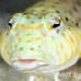 sandperch_speckled_rb_kad_h_0208_fij0807.jpg